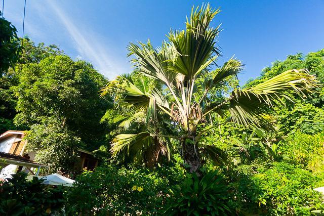 Cote Sud - Unique Villa & Bungalows Intendance Road Takamaka Quarto foto