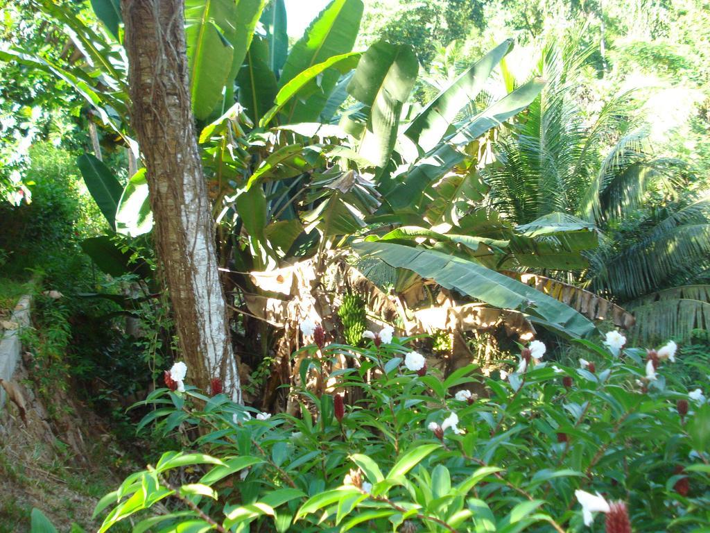Cote Sud - Unique Villa & Bungalows Intendance Road Takamaka Quarto foto